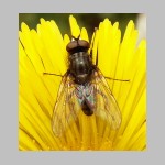 Hylemyia strenua - Blumenfliege 01 9mm.jpg